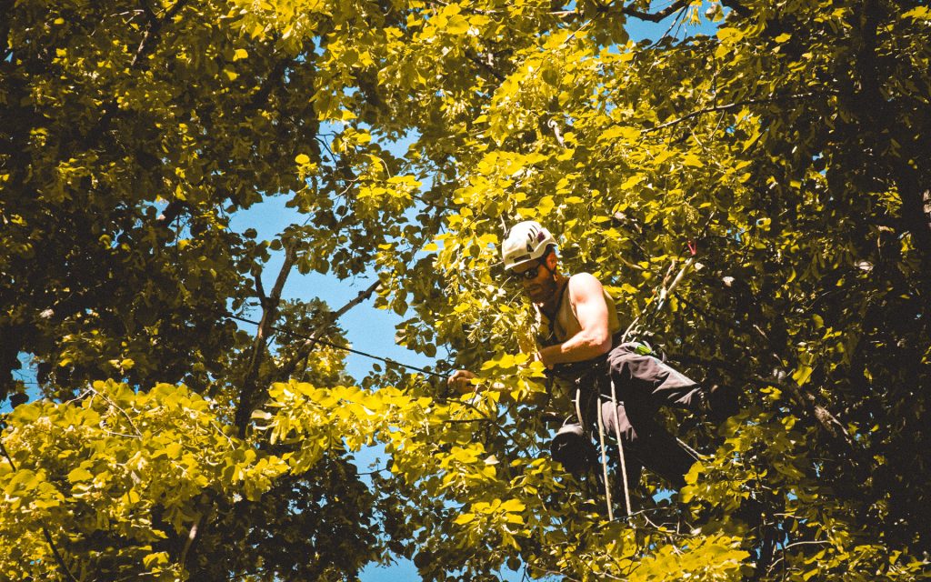 tree removal companies need to be licensed
