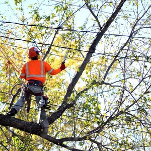 How To Remove Mistletoe From Trees
