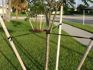 Remove Tree Stakes